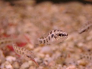 画像1: チェッカーボードシクリッド　1匹　神戸店在庫！