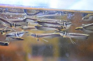 画像1: 20匹限定特価　WILD　ブラックアロワナ　ベビー　1匹　神戸店在庫