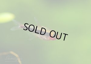 画像1: 限定特価品　WILD　トゥッカーノテトラ　1匹　神戸店在庫