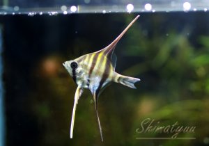 画像1: WILD　アルタムエンゼル　1匹　100〜500円玉サイズ　神戸店在庫