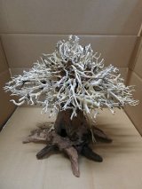 特価品　水景BONSAI　榕樹(がじゅまる)　Ｌサイズ　神戸店在庫　　