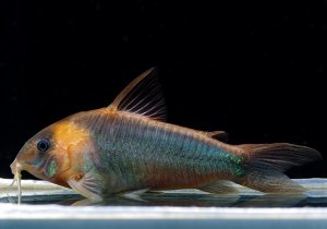 画像1: Black Friday　コリドラス　スーパーエクエス　1匹　神戸店在庫