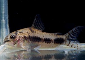 画像1: 人気種　コリドラス　ハブロースス　10匹　神戸店在庫