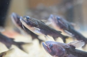 画像1: WILD　バトラクスキャット　1匹　神戸店在庫