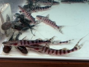 画像1: 人気の南米ナマズ！　WILD　ゼブラキャット　1匹　神戸店在庫