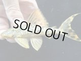 GW特価　BIGサイズ　パラビッグスポットペコルティア　1匹　神戸店在庫