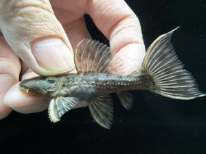 画像1: 美個体　オレンジトリム　ポルテウ　1匹　神戸店在庫