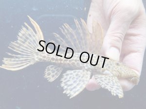 画像1: 期間限定特価　ミドルサイズ　WILD　オレンジフィンレオパードトリム　7番　神戸店在庫