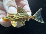 人気魚　プラチナロイヤルプレコ　1匹　神戸店在庫