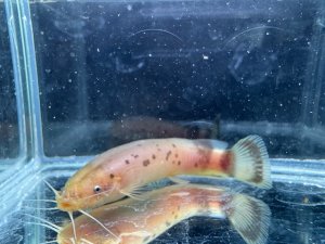 画像1: 触れるな危険！　デンキナマズ　1匹　神戸店在庫