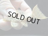 限定特価品　WILD　オレンジフィンレオパードトリム　ネグロ　1匹　神戸店在庫