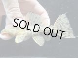 GW特価品　美個体　WILD　オレンジトリム　1番　神戸店在庫