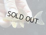 人気魚　プラチナロイヤルプレコ　3番　神戸店在庫