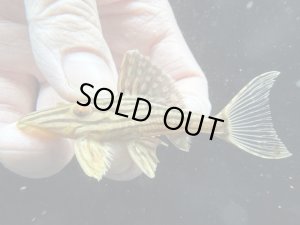 画像1: 人気魚　プラチナロイヤルプレコ　3番　神戸店在庫