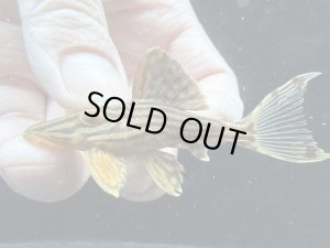 画像1: 人気魚　プラチナロイヤルプレコ　4番　神戸店在庫