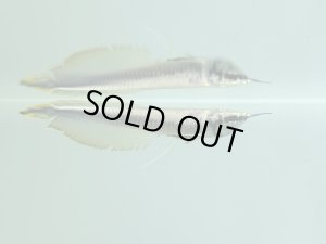 画像1: 激レア種　WILD　プラチナブラックアロワナ　2番　神戸店在庫