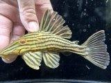 ミドルサイズ　人気魚　プラチナロイヤルプレコ　2番　神戸店在庫