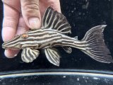 ミドルサイズ　人気魚　プラチナロイヤルプレコ　1番　神戸店在庫