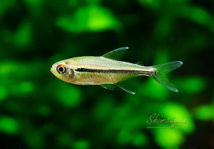 画像1: WILD　ハイフェソブリコン　カントウイ　マイカ湖支流　1匹　神戸店在庫