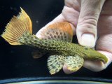 GW先行特価　WILD　スーパーオレンジフィンレオパードトリム　Takutu Rive　4番　神戸店在庫