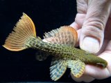 GW先行特価　WILD　スーパーオレンジフィンレオパードトリム　Takutu Rive　7番　神戸店在庫