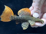 GW先行特価　WILD　スーパーオレンジフィンレオパードトリム　Takutu Rive　9番　神戸店在庫