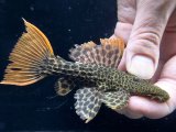 GW先行特価　WILD　スーパーオレンジフィンレオパードトリム　Takutu Rive　6番　神戸店在庫