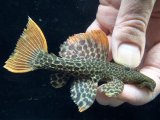 GW先行特価　WILD　スーパーオレンジフィンレオパードトリム　Takutu Rive　10番　神戸店在庫