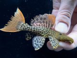 GW先行特価　WILD　スーパーオレンジフィンレオパードトリム　Takutu Rive　8番　神戸店在庫