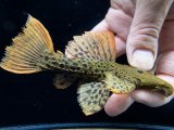 GW先行特価　WILD　スーパーオレンジフィンレオパードトリム　Takutu Rive　2番　神戸店在庫