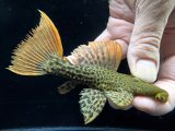 GW先行特価　WILD　スーパーオレンジフィンレオパードトリム　Takutu Rive　3番　神戸店在庫