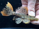 GW先行特価　WILD　スーパーオレンジフィンレオパードトリム　Takutu Rive　15番　神戸店在庫