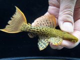 GW先行特価　WILD　スーパーオレンジフィンレオパードトリム　Takutu Rive　5番　神戸店在庫