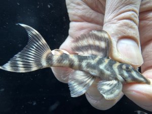 画像1: WILD　ダークエビルペコルティア　ヤムンダ　2番　神戸店在庫　