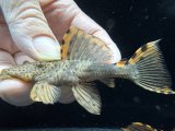 ドラゴンタイプ　タイガーフィンサタン　3番　神戸店在庫