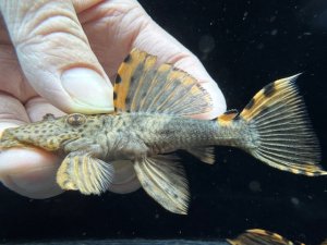 画像1: ドラゴンタイプ　タイガーフィンサタン　3番　神戸店在庫