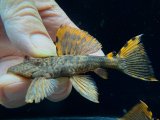 ドラゴンタイプ　タイガーフィンサタン　1番　神戸店在庫