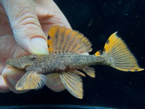画像1: ドラゴンタイプ　タイガーフィンサタン　4番　神戸店在庫