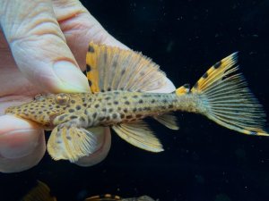 画像1: ドラゴンタイプ　タイガーフィンサタン　2番　神戸店在庫