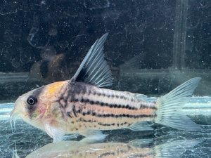 画像1: 月末特価品　Sクラス　コリドラス　ハイフィンタイプコルレア　親サイズ　4番　神戸店在庫