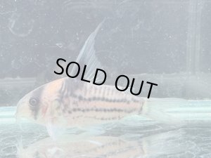 画像1: 月末特価品　Sクラス　コリドラス　ハイフィンタイプコルレア　親サイズ　1番　神戸店在庫
