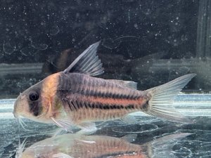 画像1: 月末特価品　Sクラス　コリドラス　ハイフィンタイプコルレア　親サイズ　2番　神戸店在庫