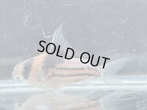 画像1: 月末特価品　Sクラス　コリドラス　ハイフィンタイプコルレア　親サイズ　5番　神戸店在庫