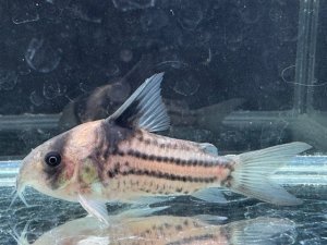 画像1: 月末特価品　Sクラス　コリドラス　ハイフィンタイプコルレア　親サイズ　6番　神戸店在庫
