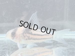 画像1: 月末特価品　Sクラス　コリドラス　ハイフィンタイプコルレア　親サイズ　7番　神戸店在庫