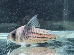 画像1: 月末特価品　Sクラス　コリドラス　ハイフィンタイプコルレア　親サイズ　3番　神戸店在庫