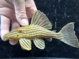 ミドルサイズ　人気魚　プラチナロイヤルプレコ　2番　神戸店在庫
