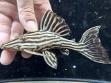 ミドルサイズ　人気魚　プラチナロイヤルプレコ　1番　神戸店在庫