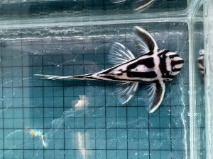 画像1: 雌っぽい　即戦力の親サイズ　インペリアルゼブラプレコ　ブリード　2番　神戸店在庫 