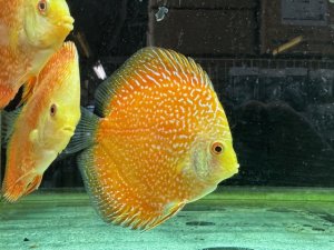 画像1: ブリード　イエローアナコンダディスカス　1匹　神戸店在庫　